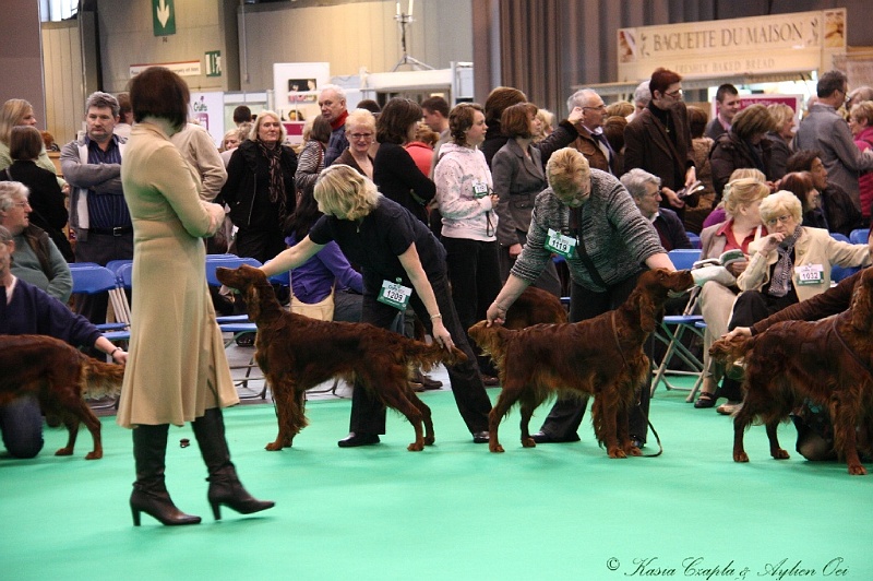 Crufts2011 349.jpg